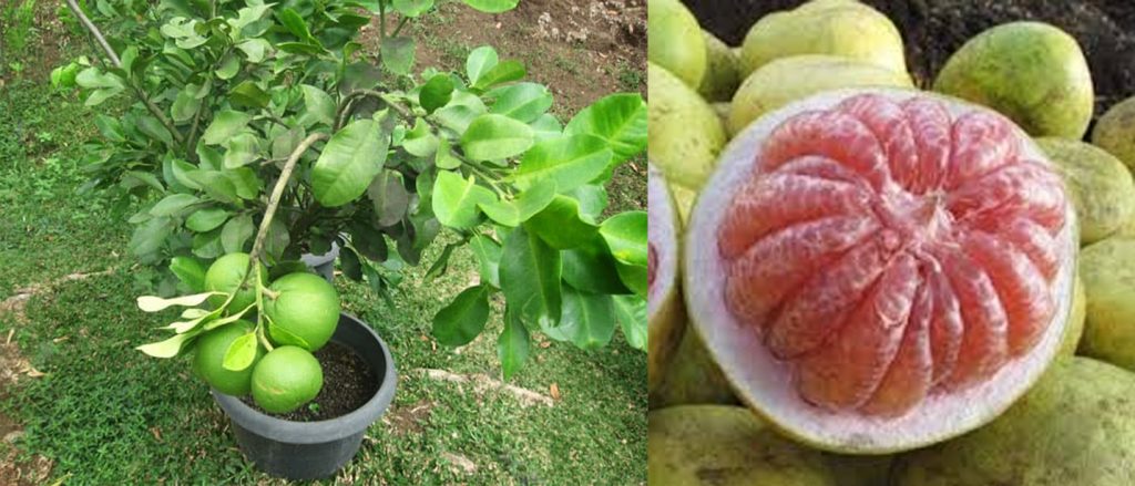 Cara Menanam Buah Jeruk  Bali  Dalam Pot KampusTani Com