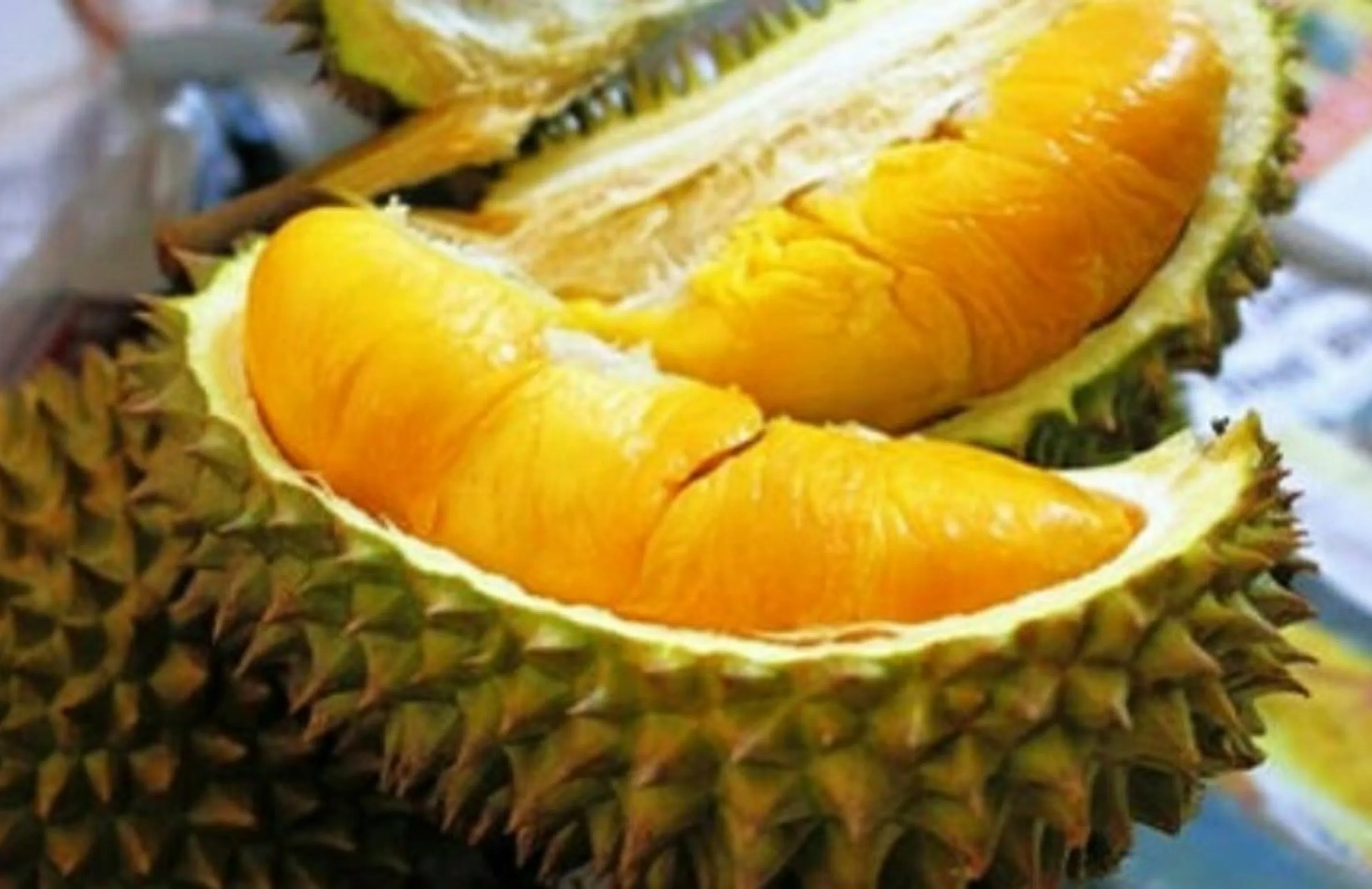 cara tanam durian musang king