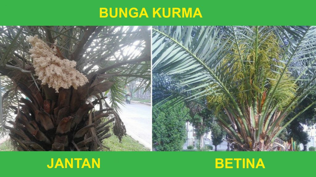 Cara-Mengawinkan-Pohon-Kurma-Jantan-Dan-Betina-1 | KampusTani.Com