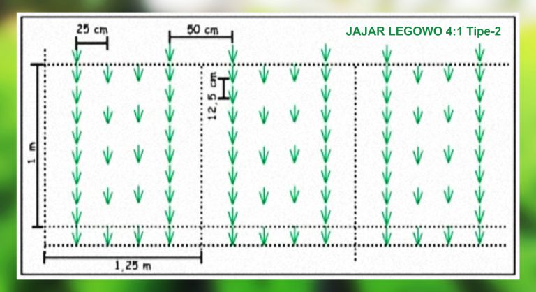 Sistem Tanam Padi Jajar Legowo | KampusTani.Com