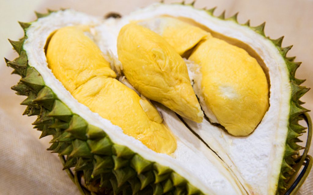 Teknik Sambung Pucuk Durian Usia Dini | KampusTani.Com