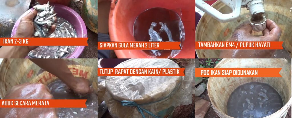  Cara Membuat Pupuk Organik Cair Dari Limbah Ikan 2 