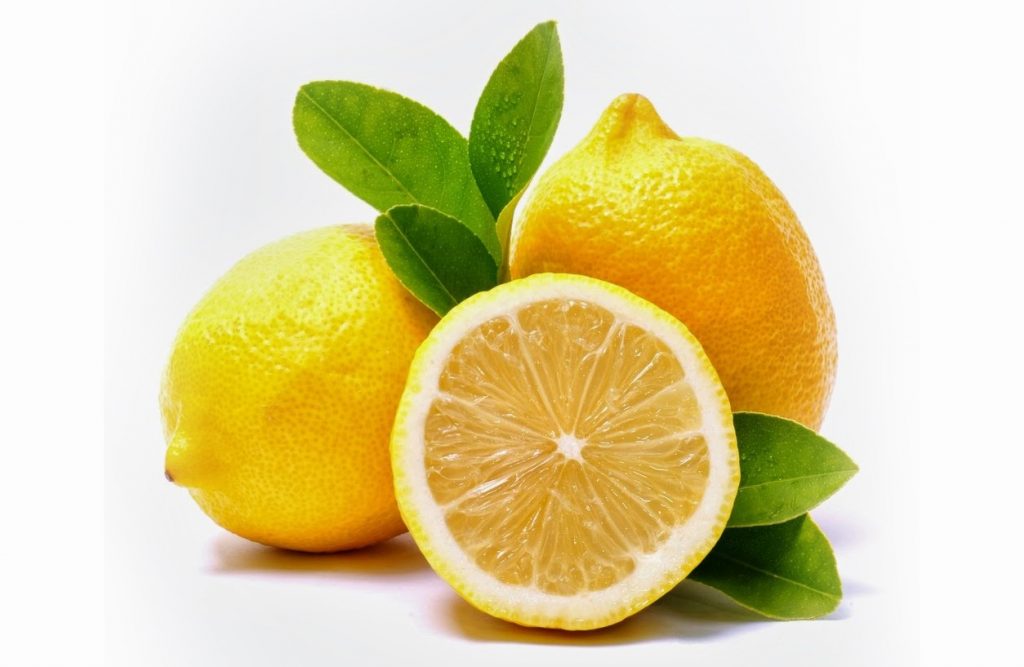 Cara Mencangkok Jeruk Lemon  KampusTani Com