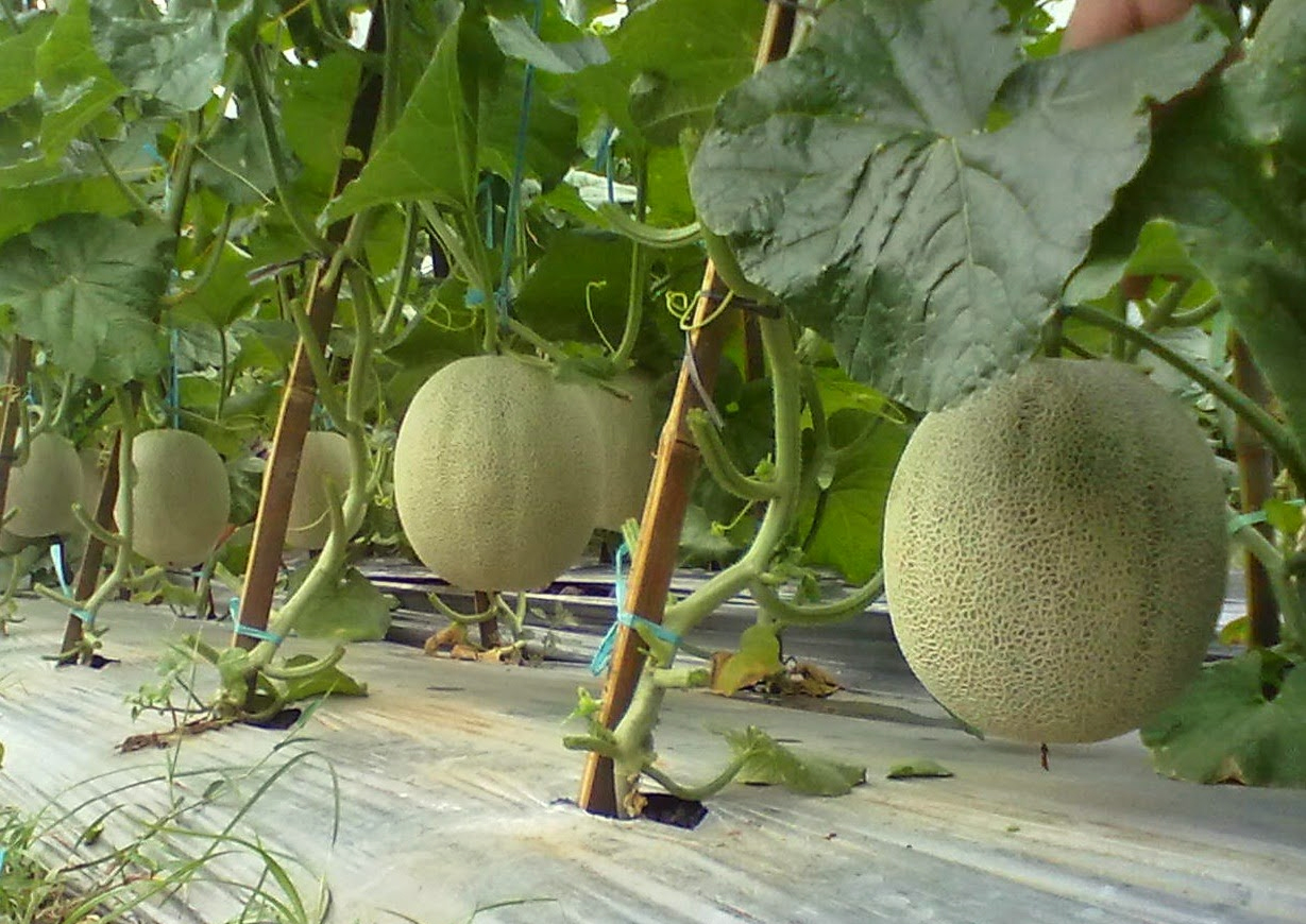 Tanaman Melon Masih Kecil - Homecare24