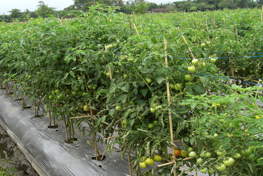 Perawatan Tanaman  Tomat Dataran  Rendah  KampusTani Com
