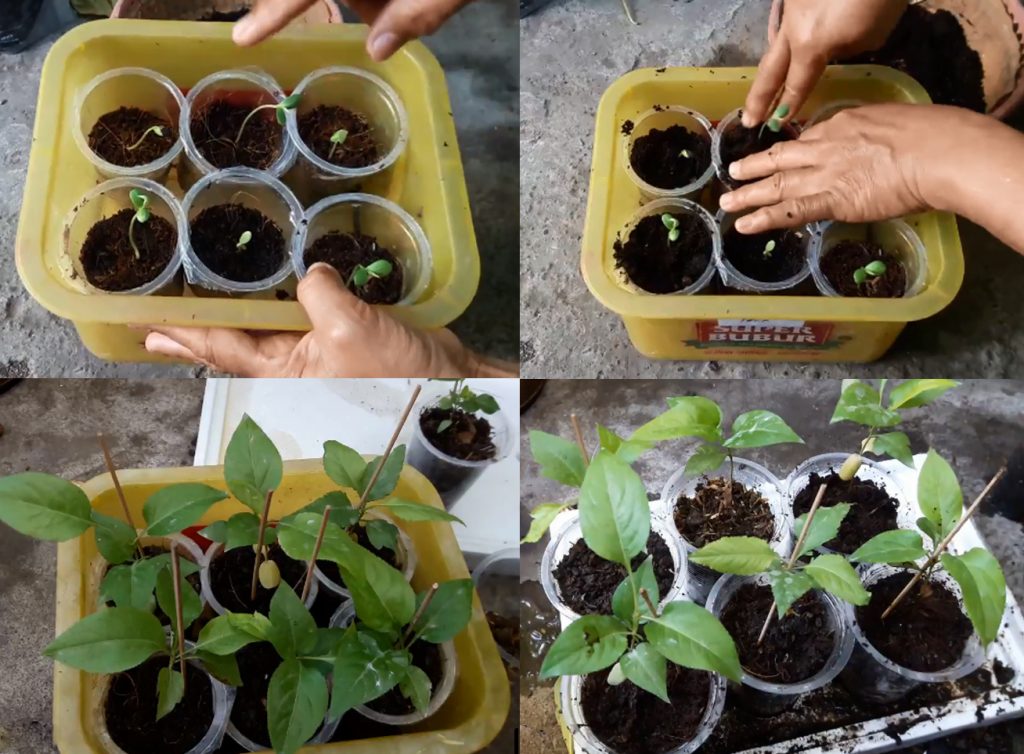 Cara Menanam Buah Buahan Dari Biji Manfaat Berbagai Macam Buah Macam