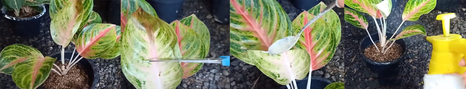  Mengatasi  Aglaonema  Busuk Daun  KampusTani Com