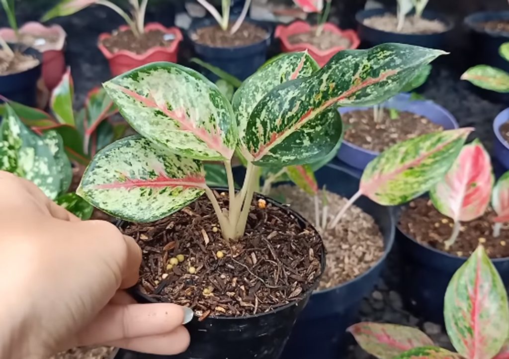  Cara  Mudah Cangkok Aglaonema  KampusTani Com