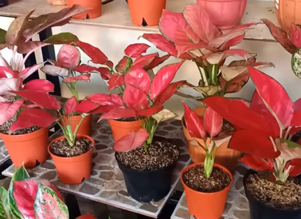  Cara  Tanam Aglaonema  Tanpa  Akar  KampusTani Com