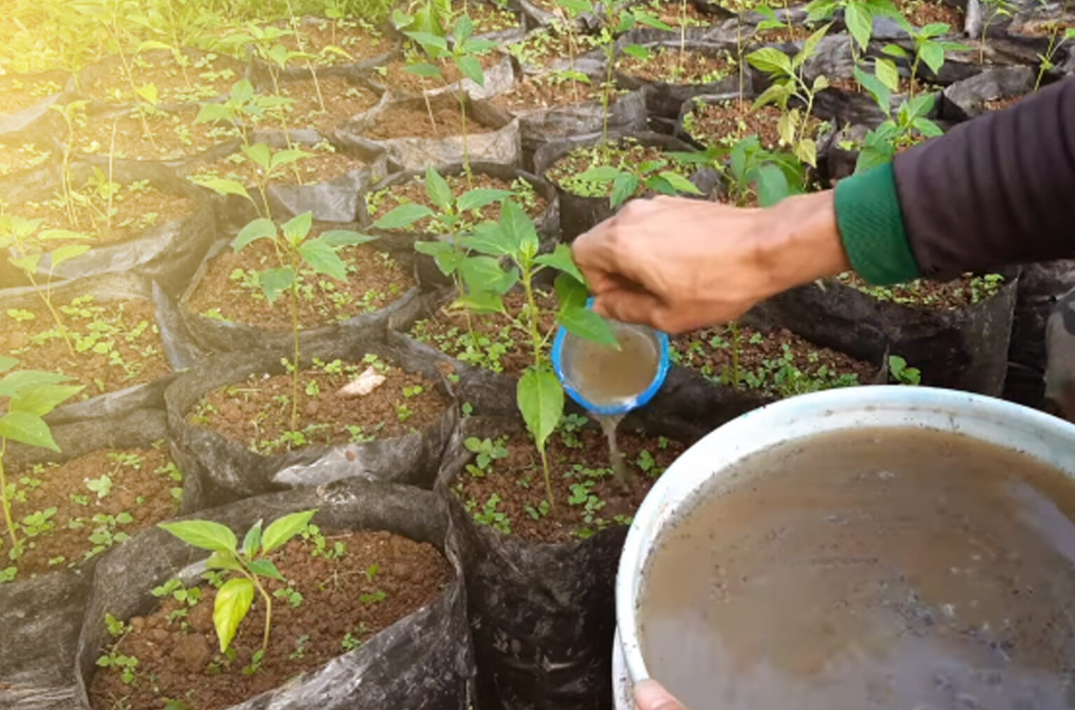 Cara Pemupukan Tanaman Cabe Rawit Pemupukan Vegetatif Cabe Fase 6455