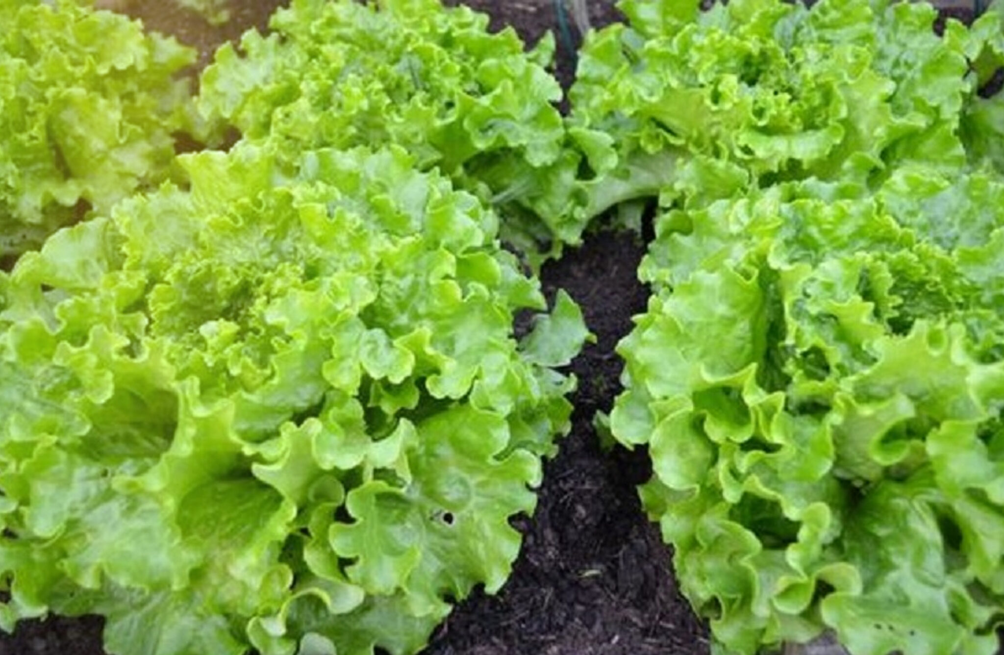 cara-menanam-selada-secara-organik | KampusTani.Com