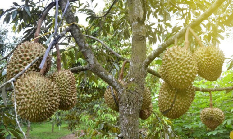 Cara Menanam Durian Agar Cepat Berbuah | KampusTani.Com