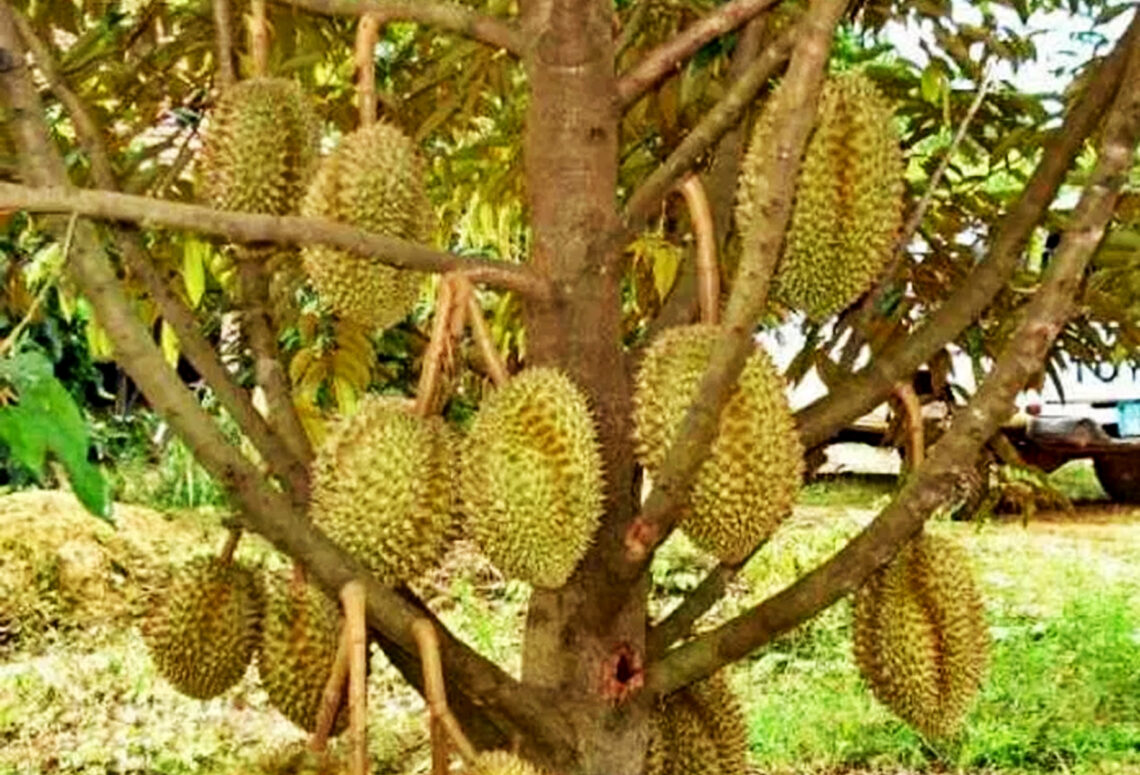 Cara Sambung Pucuk Durian Montong | KampusTani.Com